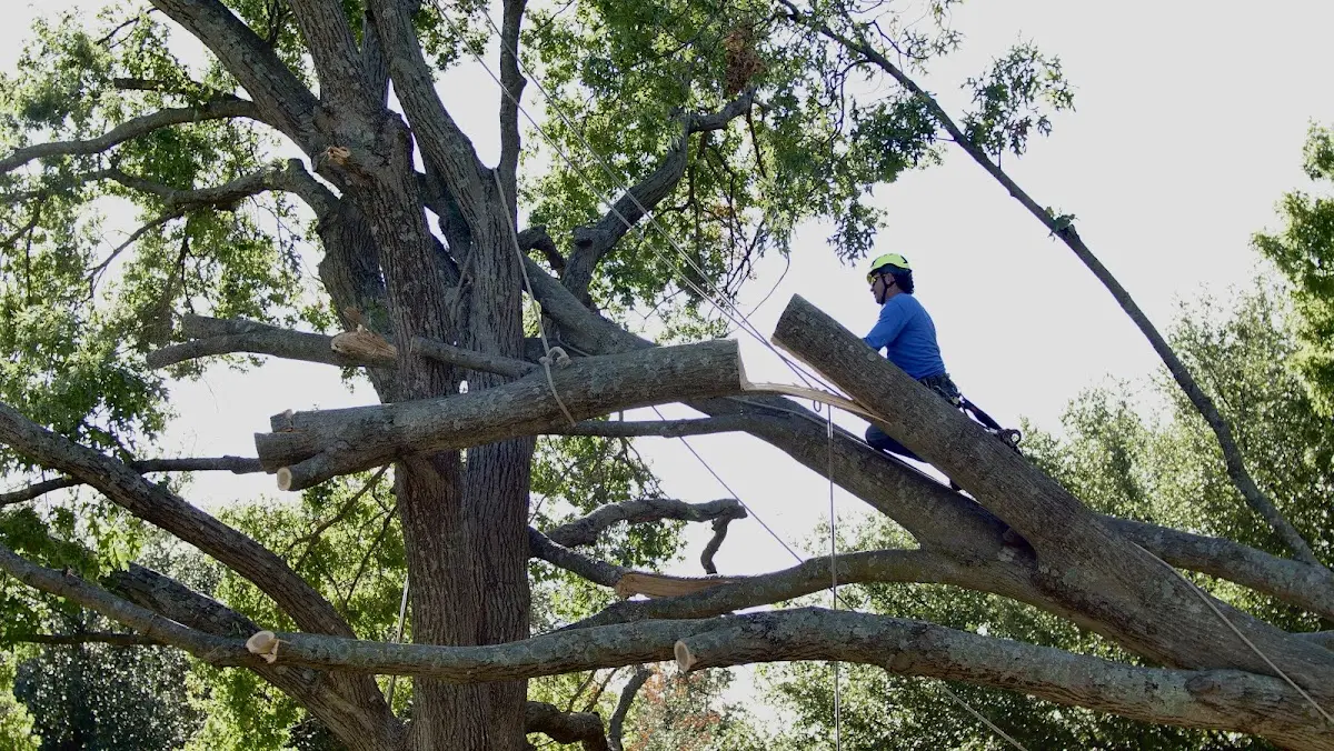 Professional Crown Thinning performed by certified arborists in Erieville